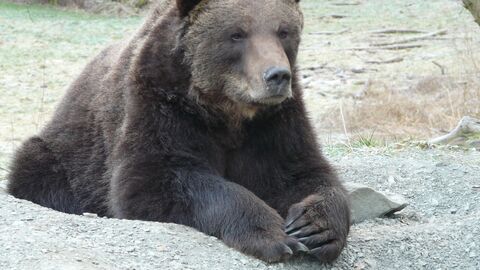 Ob Bären auch mal krank werden?  Bär