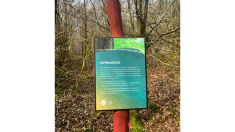 Schild Kopfhainbuchen Schild Kopfhainbuchen