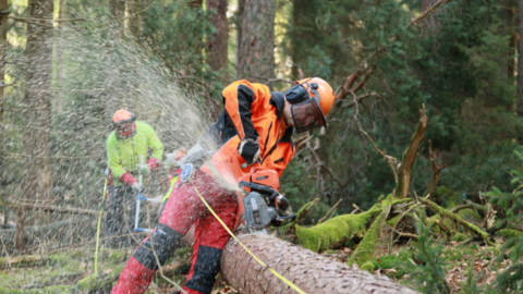 Ein Forstwirt sägt einen Stamm durch