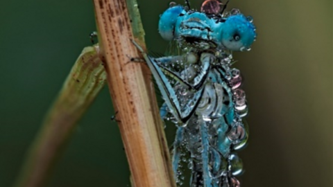 Blaue Federlibelle (Platycnemis pennipes) eine blaue Federlibelle