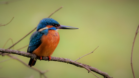 Eisvogel (Alcedo atthis) Ein Eisvogel