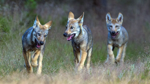 Drei junge Wölfe