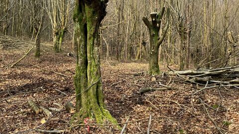 Kopfhainbuchen Kopfhainbuchen