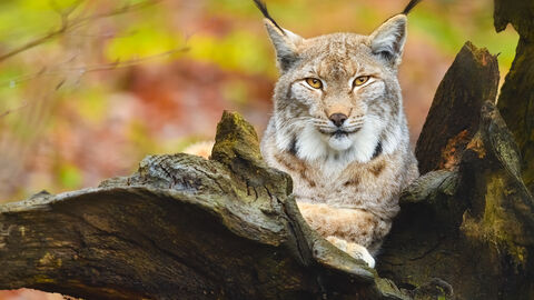 Luchs Luchs