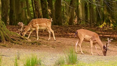 Auf dem Bild sieht man zwei Damhirsche die fressen