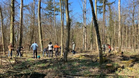 Auf dem Foto sind mehrere Personen in einem Wald und pflanzen Bäume.