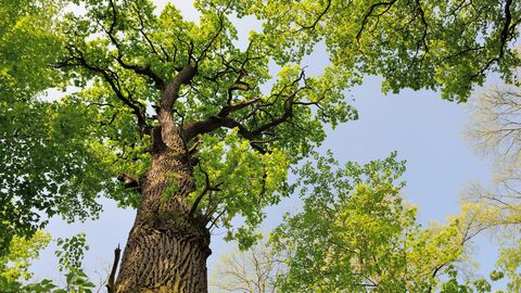 Auf dem Bild ist eine große Eiche zu sehen. 