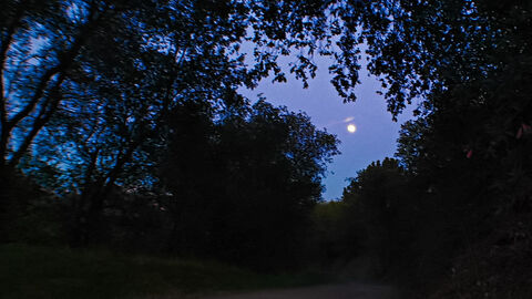 Wald bei Nacht Zu sehen ist ein Wald in der Nacht