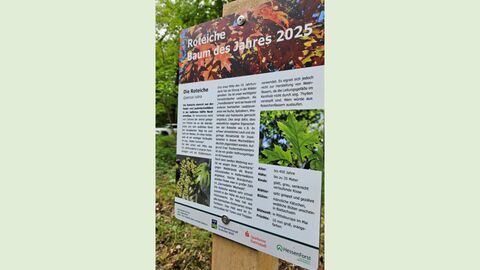 Baum des Jahres ist die Roteiche 