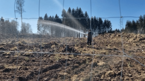 Bewässerung  Auf dem Foto sehen sie eine Person auf einer Aufforstungsfläche, welcher die Bäume bewässert