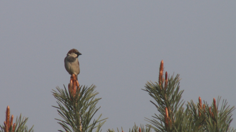 Spatz mit Aussicht auf die Vogelstimmenführung Spatz