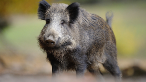 Wildschwein