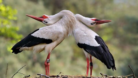 Auf dem Foto sehen sie zwei Weißstörche auf ihrem Nest. 