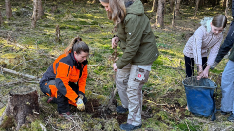 Auf dem Foto sehen sie 3 Frauen. Eine dieser Frauen kniet auf dem Waldboden und pflanzt einen Baum. 