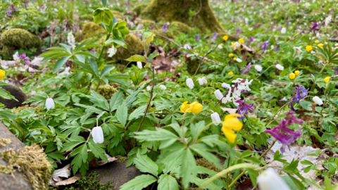 Bunt blühender Frühlingswald