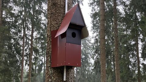 Rauhfußkautz Nistkasten