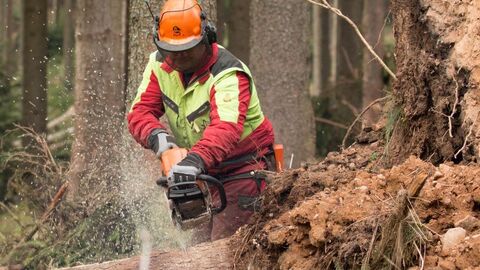 Windwurfaufarbeitung