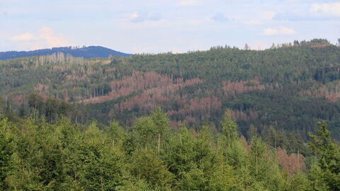 Wald im Klimawandel Wald im Klimawandel