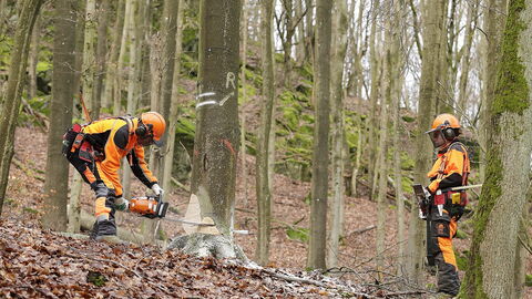 Buchenpflegenutzung mit Motorsäge  und mechanischem Fällkeil.