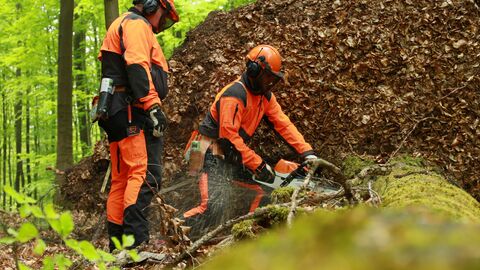 Zwei Forstwirte schneiden einen Wurzelteller ab