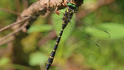 Gestreifte Quelljungfer Gestreifte Quelljungfer
