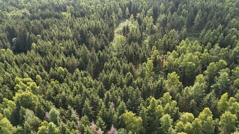 Wald von oben Wald von oben