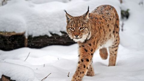 Ein Luchs im Schnee