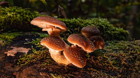 Hallimasch Fruchtkörper auf einem Baumstamm mit Moos