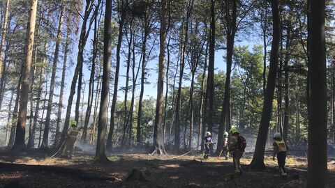 Waldbrand in Königstein im Jahr 2022