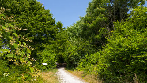 Ein Waldweg mit grünen Waldrändern und blauem Himmel ist zu sehen. 