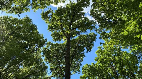 Ein Eichenbestand dessen Kronen sich von unten vor blauem Himmel abzeichnen