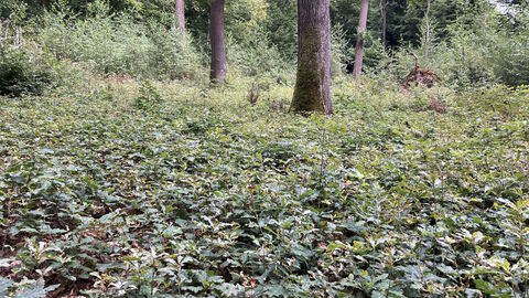 Eichennaturverjüngung Eichennaturverjüngung am Boden. Im Hintergrund große Bäume.