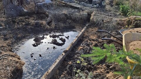 Entwässerungssperre An einem waagerecht im Boden steckenden Brett staut sich Wasser. Daneben seiht man einen Baumstumpf und einen Farn.