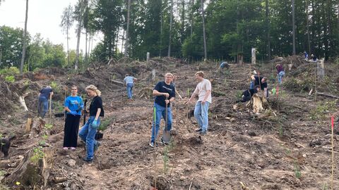 Mehrere Personen befinden sich an einem kahlen Waldhang und bepflanzen die Fläche. 