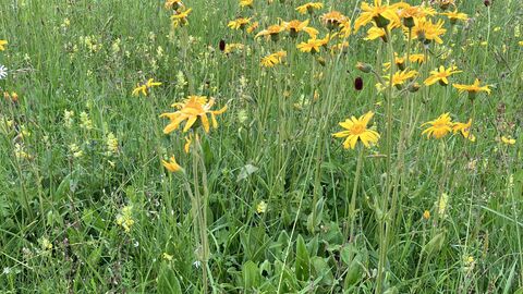 Kastell Kl. Feldberg, Taunus Eine Wiese mit Blumen