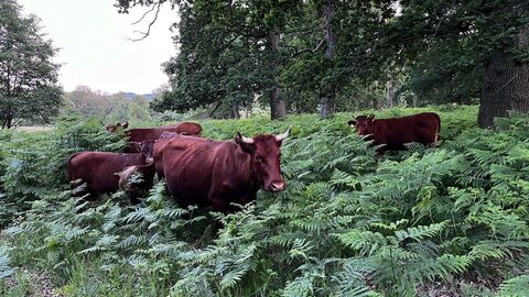 Rotes Höhenvieh unter Hutwaldeichen bei den Kühbacher Wiesen Rote Rinder fressen auf einer Waldwiese zwischen Farnen