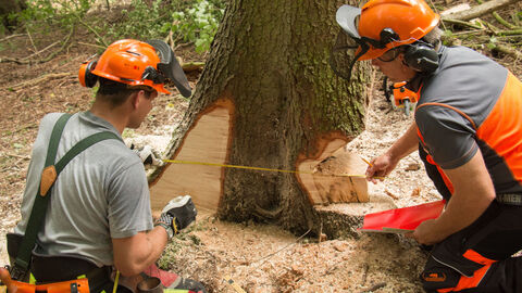 Zwei Forstwirte kontrollieren den Fällschnitt an einer Fichte.