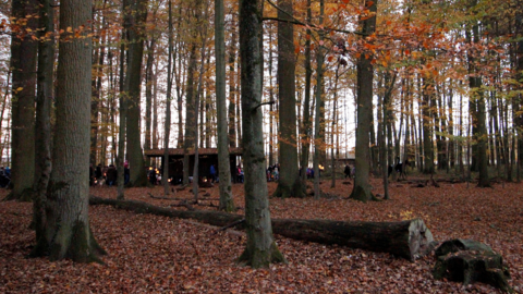 Ein Laternenumtug im Herbstwald. Im Vordergrung Buchenstämme, im Hintergrund ein Laternenumzug.