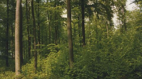 Ein Buchenfemel von der Seite 