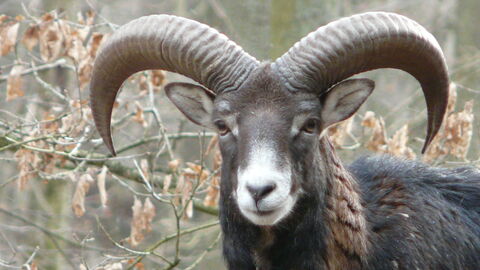 Mufflon Widder männlich Ein Mufflon-Widder ist von vorne zu sehen.