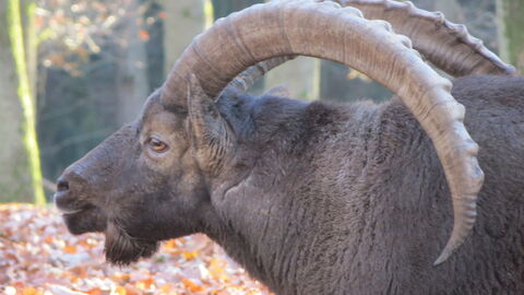 Nahaufnahme Steinbock männlich Ein Steinbock von der Seite im Herbstwald