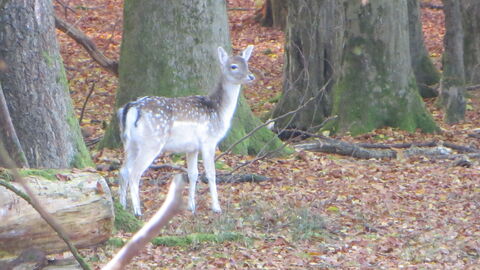 Weibliches Damwild Ein Stück Damwild im herbstlichen Buchenwald.