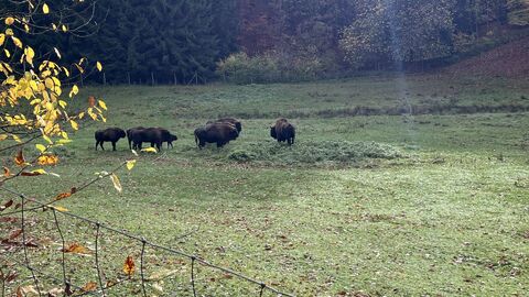 Wisentbulle "Spätling"
