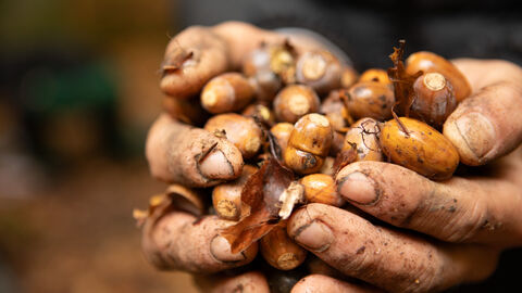 Zwei Hände schöpfen Eicheln.