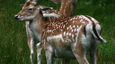 Zwei Damhirsche stehen auf einer Wiese.