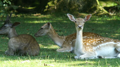 Zwei weibliche und ein männlicher Damhirsch liegen im Schatten auf einer Wiese.  