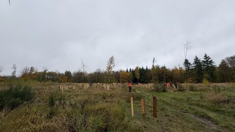 Gepflanzte Bäume auf einer Wiese
