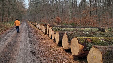 Eichenwertholzstämme liegen zum Verkauf bereit. Ein Mensch in Forst-Signalkleidung läuft an den aufgereihten Stämmen vorbei. 