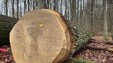 Blick auf die Stirnseite auf einen Eichenwertholzstamm.