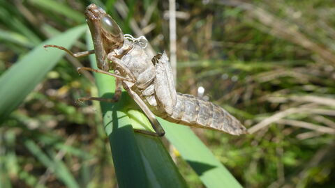 Eine Exuvie einer Libelle auf einem Grashalm. Von Oben mit Blickrichtung auf den Boden zu sehen. 